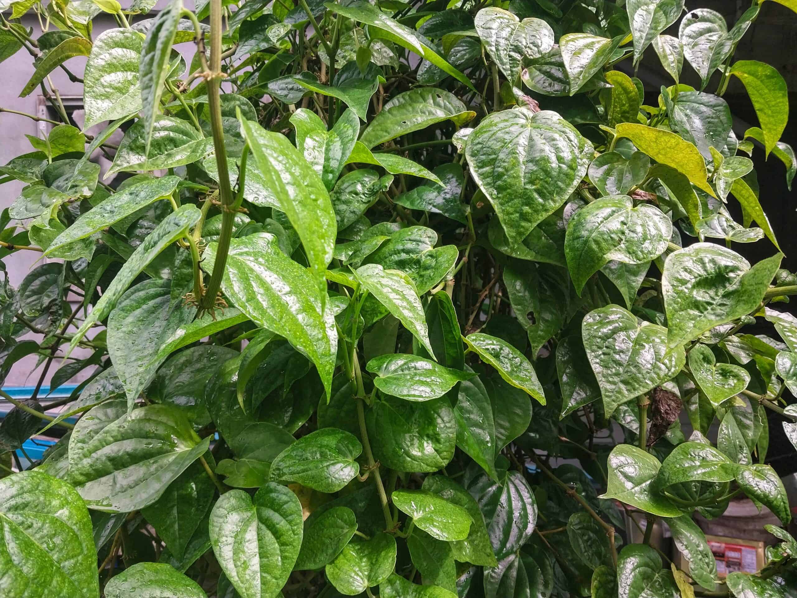 Kampung Walks in Langkawi: 20 Local Plants Worth Slowing Down For
