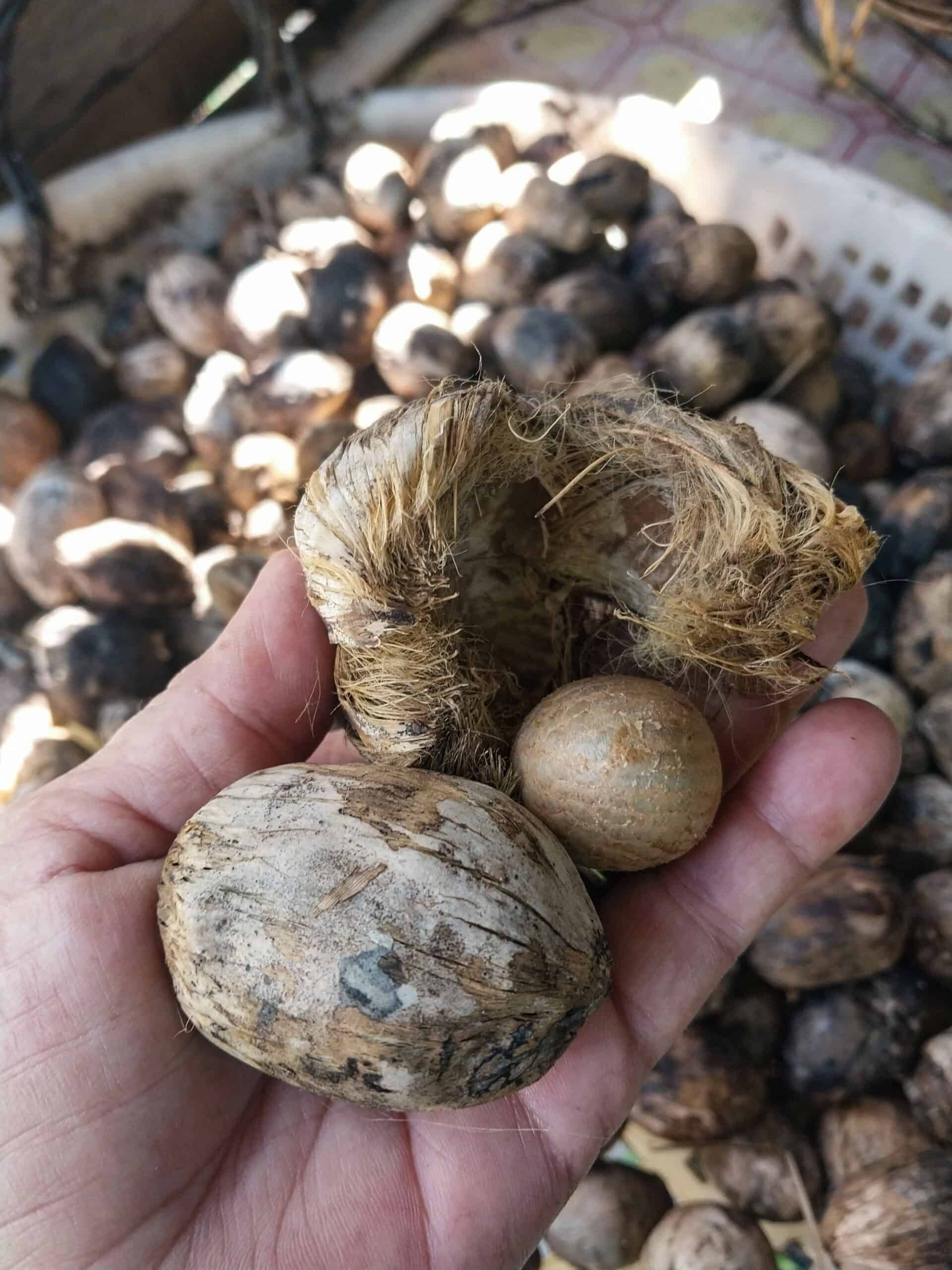 Kampung Walks in Langkawi: 20 Local Plants Worth Slowing Down For