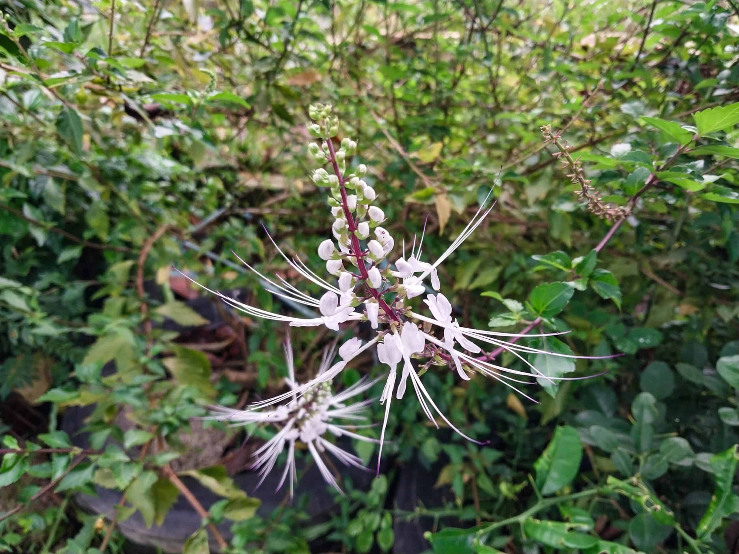 Kampung Walks in Langkawi: 20 Local Plants Worth Slowing Down For
