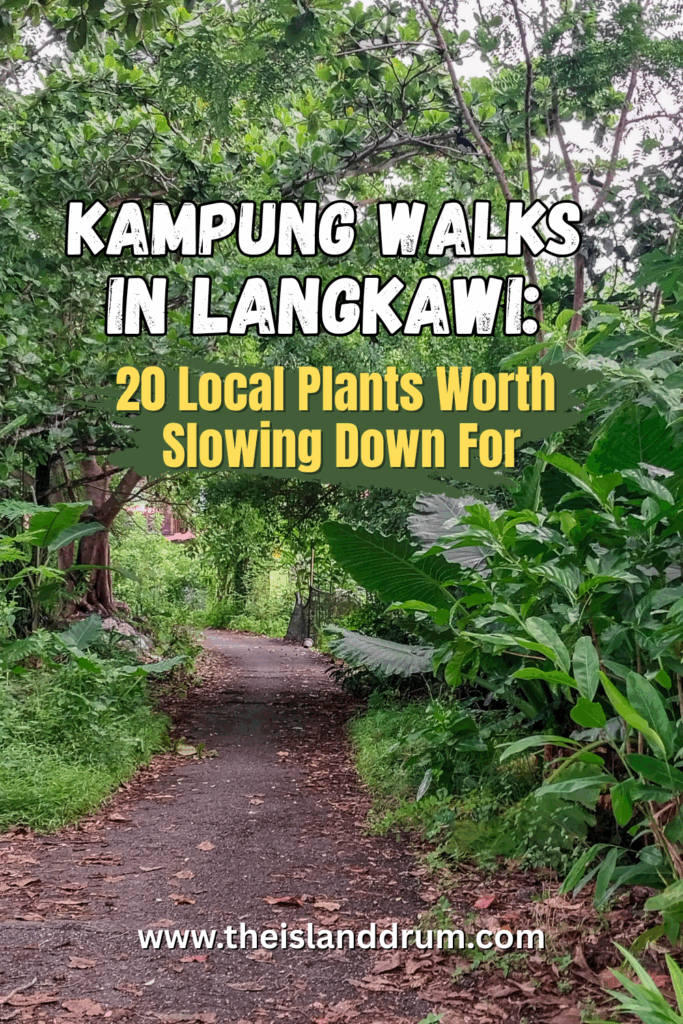 Kampung Walks in Langkawi: 20 Local Plants Worth Slowing Down For