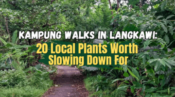 Kampung Walks in Langkawi: 20 Local Plants Worth Slowing Down For