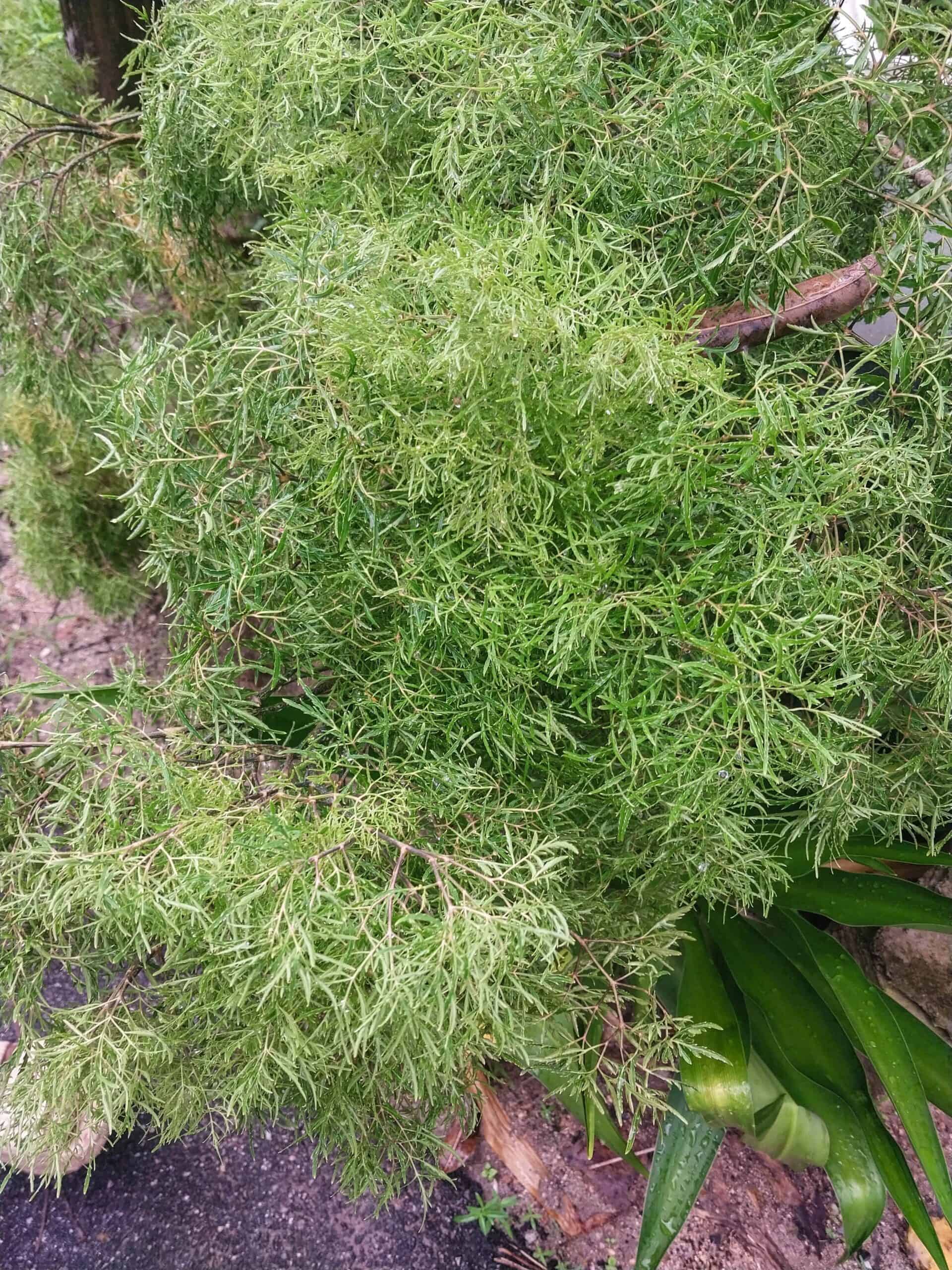 Kampung Walks in Langkawi: 20 Local Plants Worth Slowing Down For