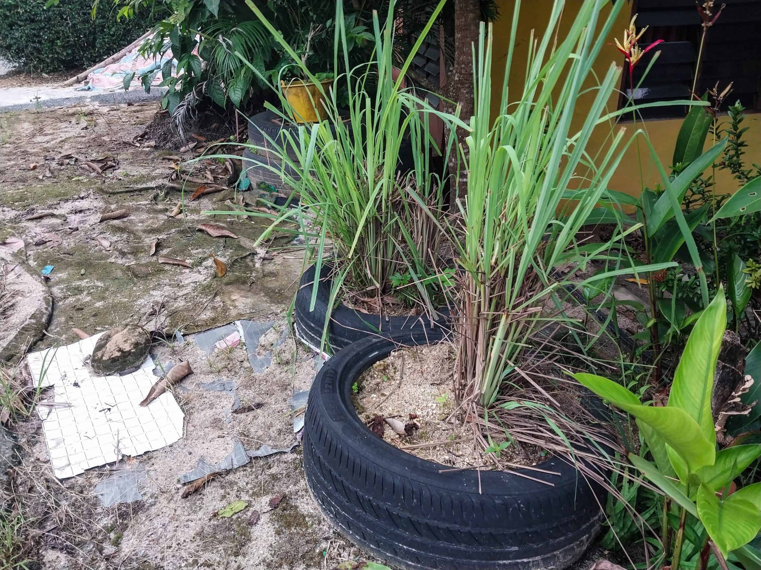 Kampung Walks in Langkawi: 20 Local Plants Worth Slowing Down For