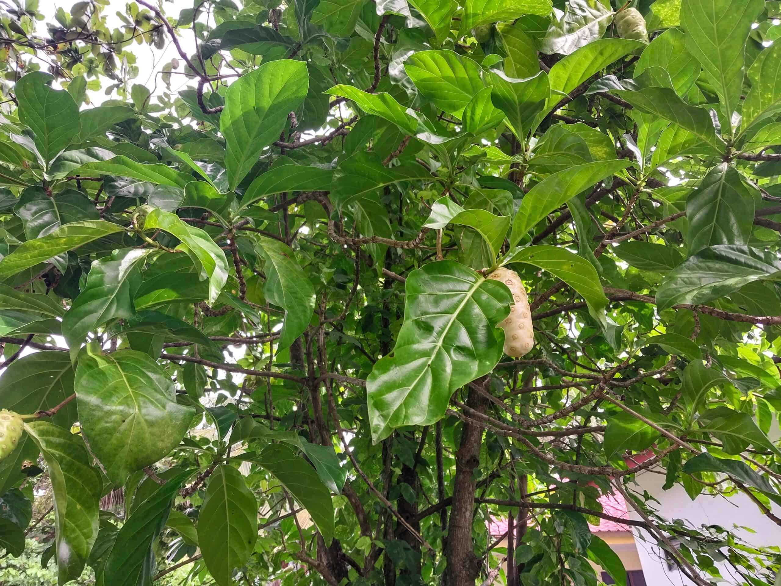 Kampung Walks in Langkawi: 20 Local Plants Worth Slowing Down For