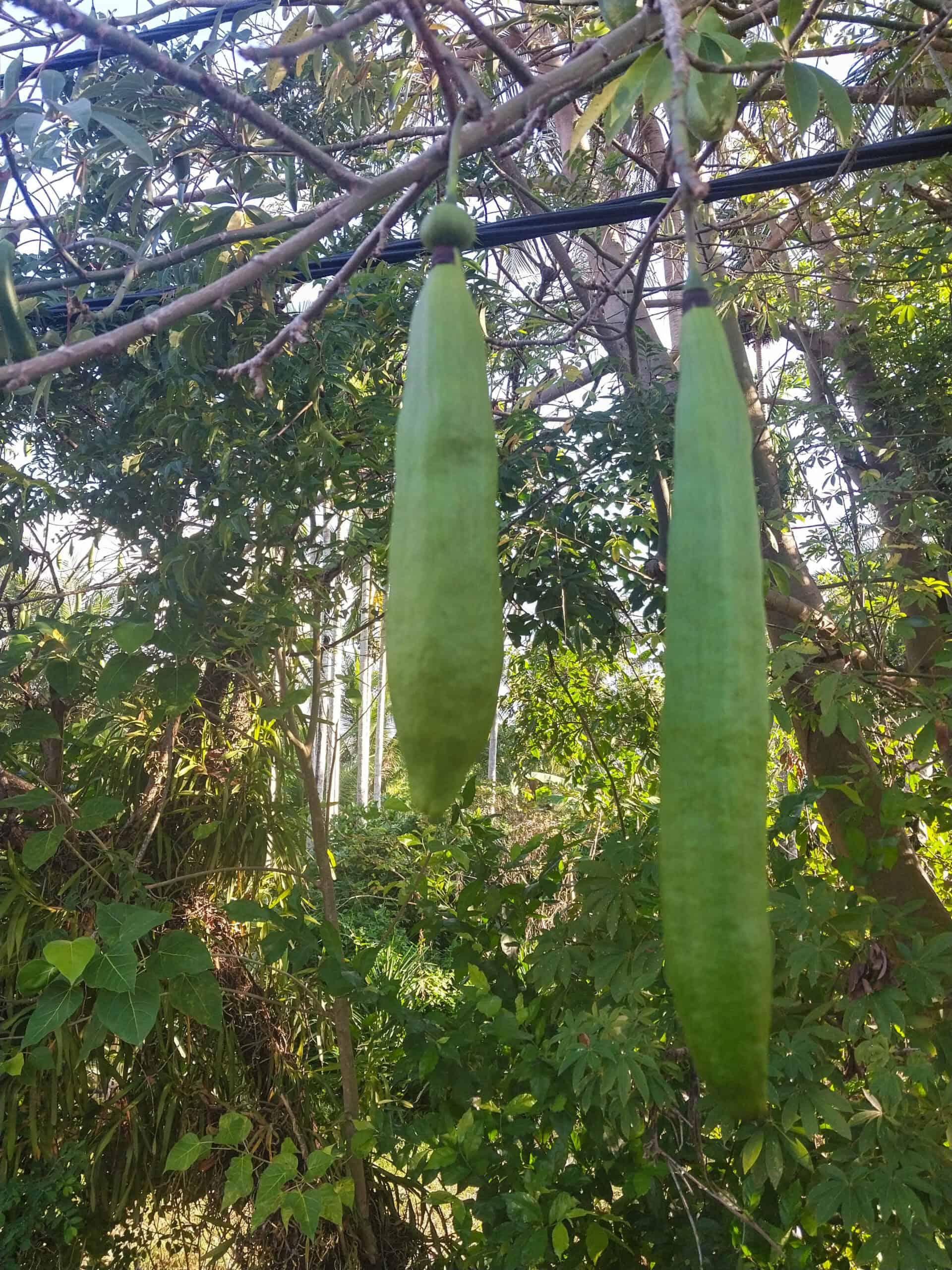 Kampung Walks in Langkawi: 20 Local Plants Worth Slowing Down For