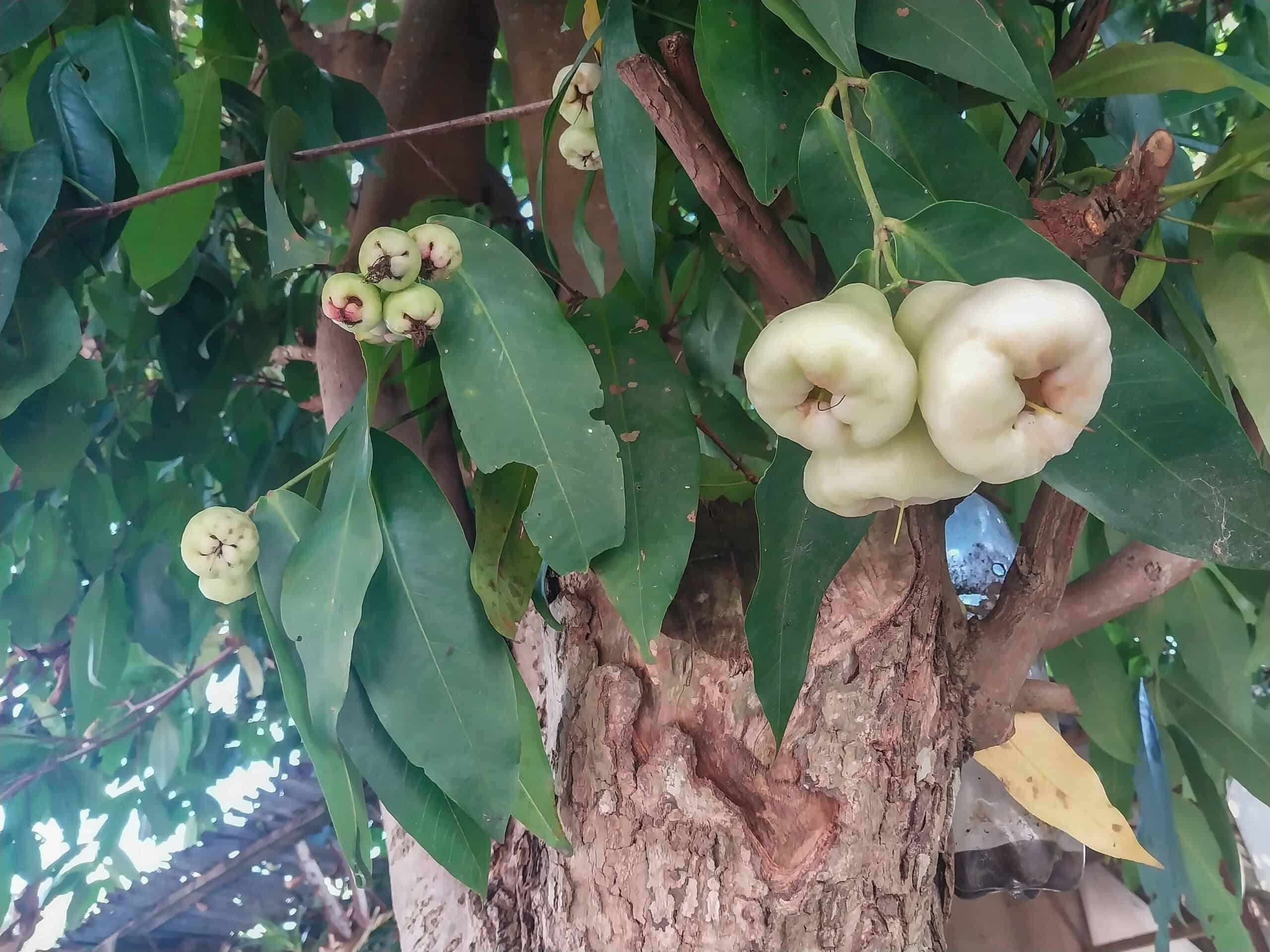 Kampung Walks in Langkawi: 20 Local Plants Worth Slowing Down For