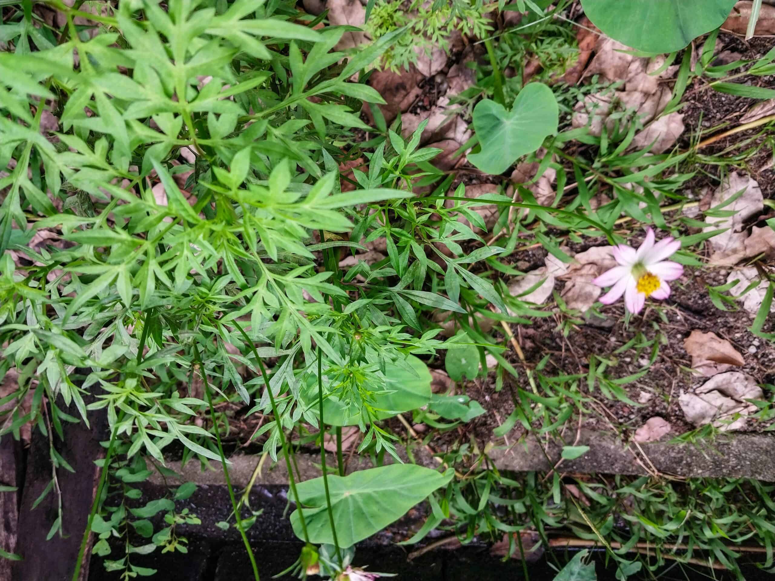 Kampung Walks in Langkawi: 20 Local Plants Worth Slowing Down For