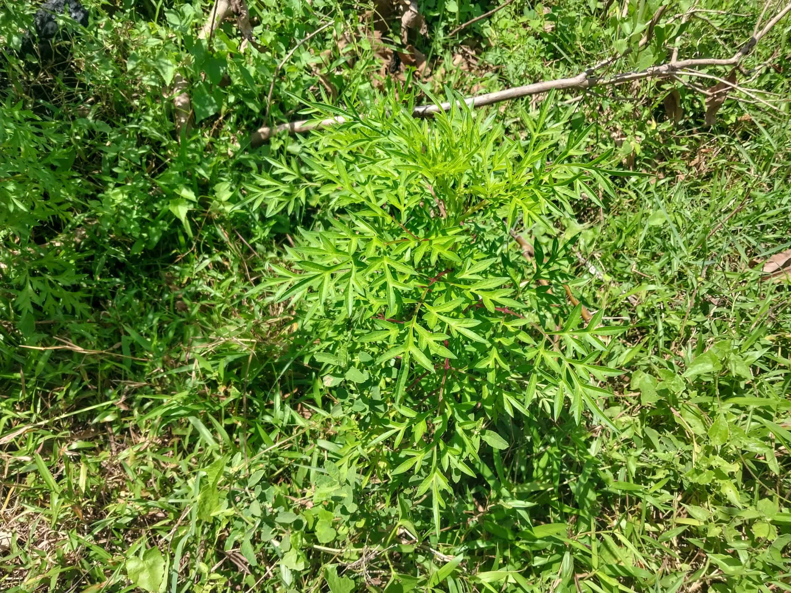 Kampung Walks in Langkawi: 20 Local Plants Worth Slowing Down For