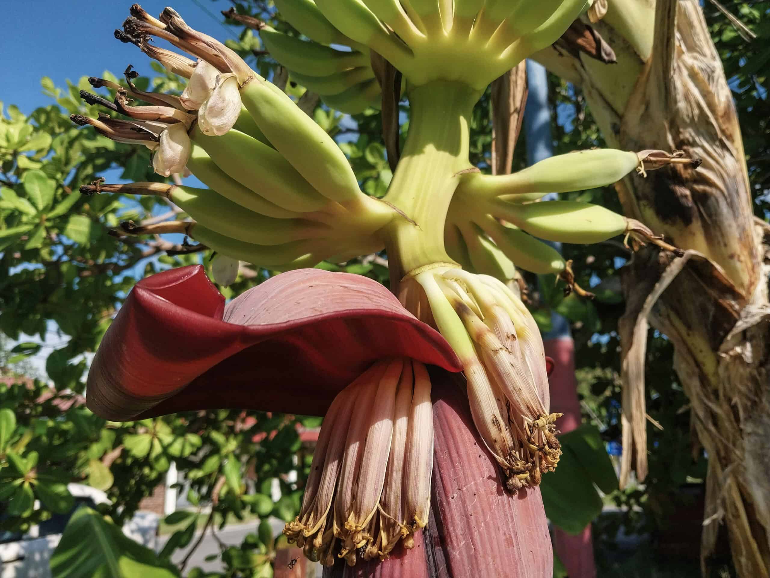 Kampung Walks in Langkawi: 20 Local Plants Worth Slowing Down For
