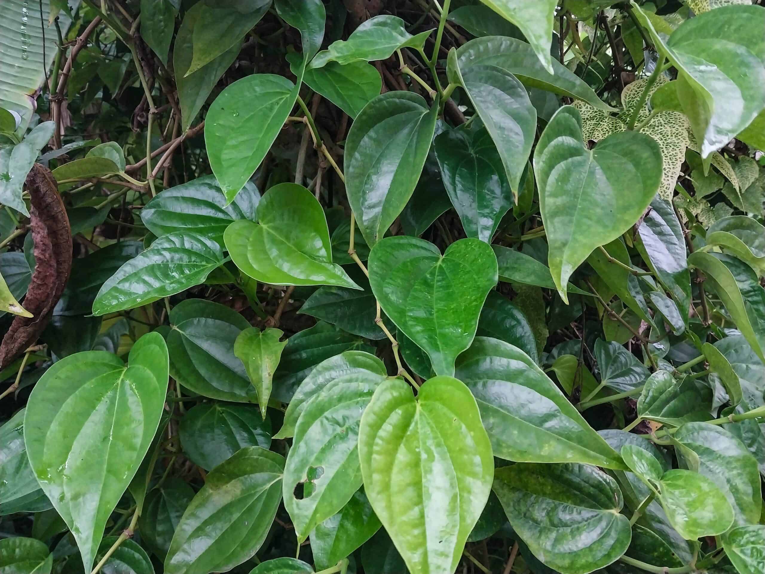 Kampung Walks in Langkawi: 20 Local Plants Worth Slowing Down For