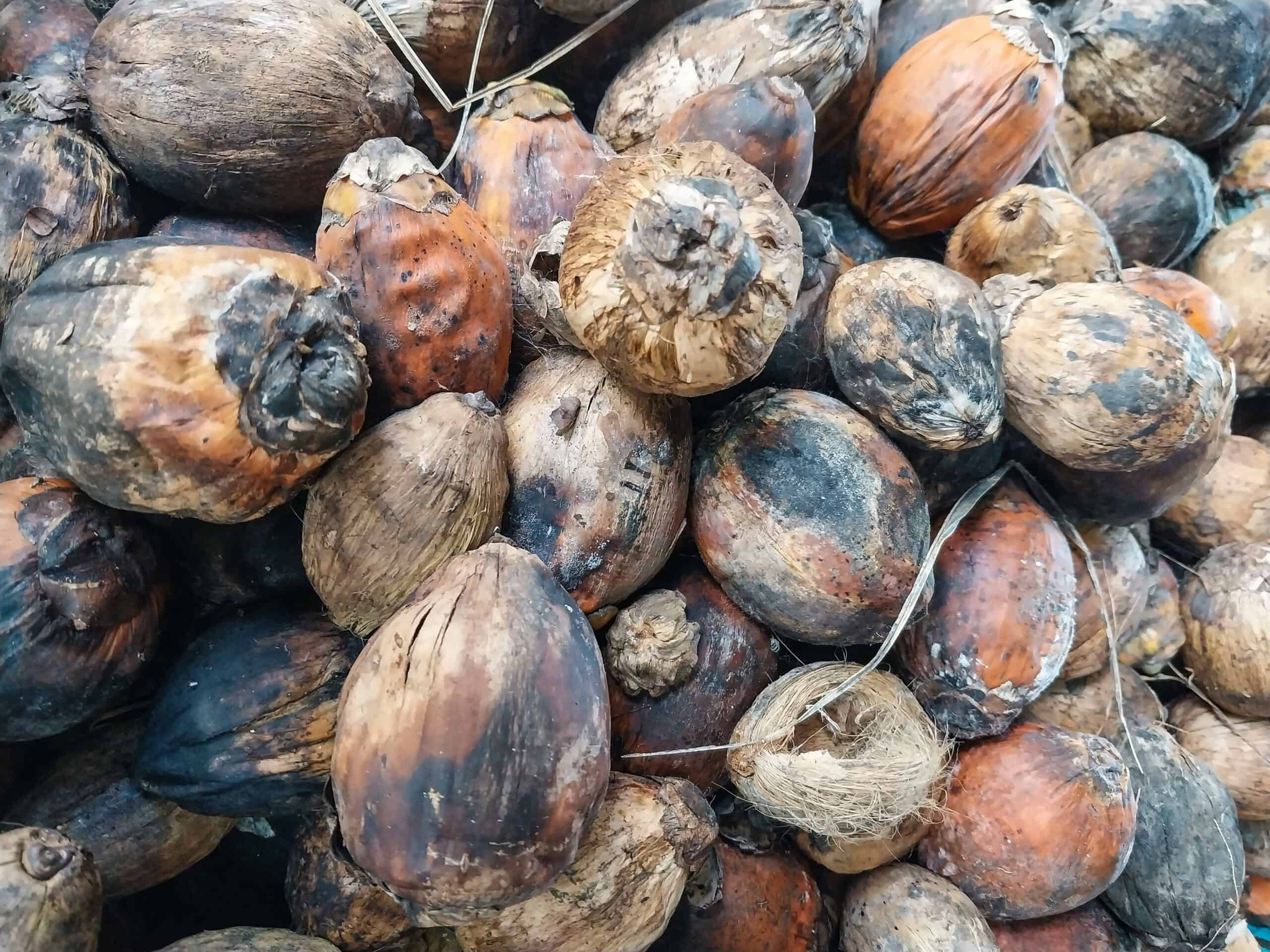 Kampung Walks in Langkawi: 20 Local Plants Worth Slowing Down For