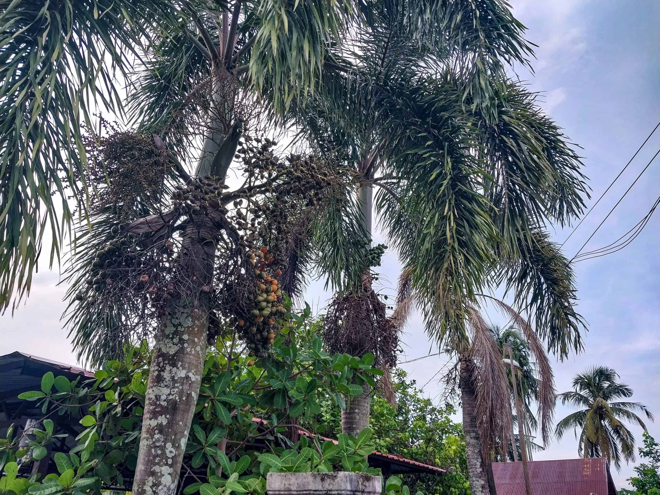Kampung Walks in Langkawi: 20 Local Plants Worth Slowing Down For