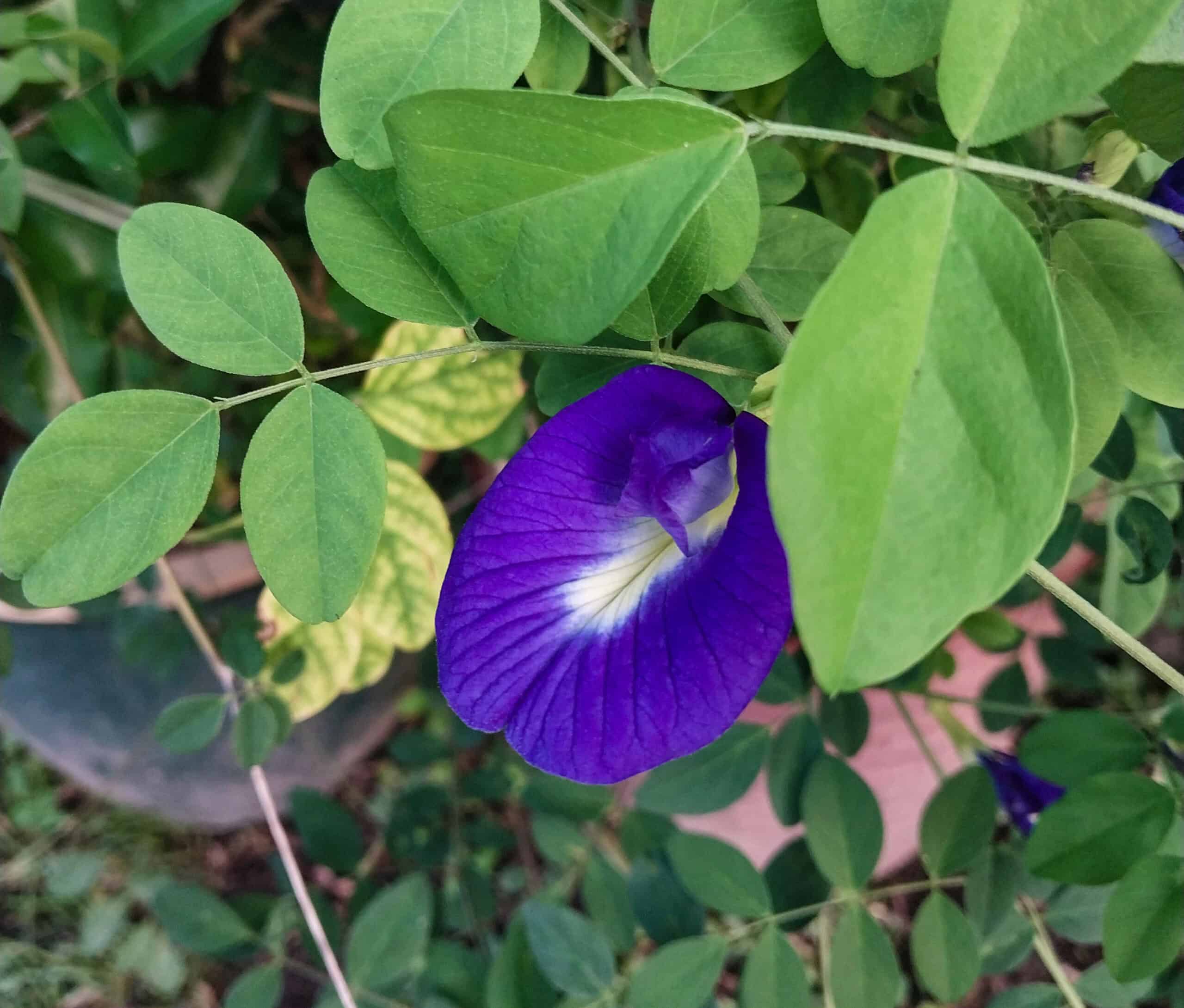 Kampung Walks in Langkawi: 20 Local Plants Worth Slowing Down For
