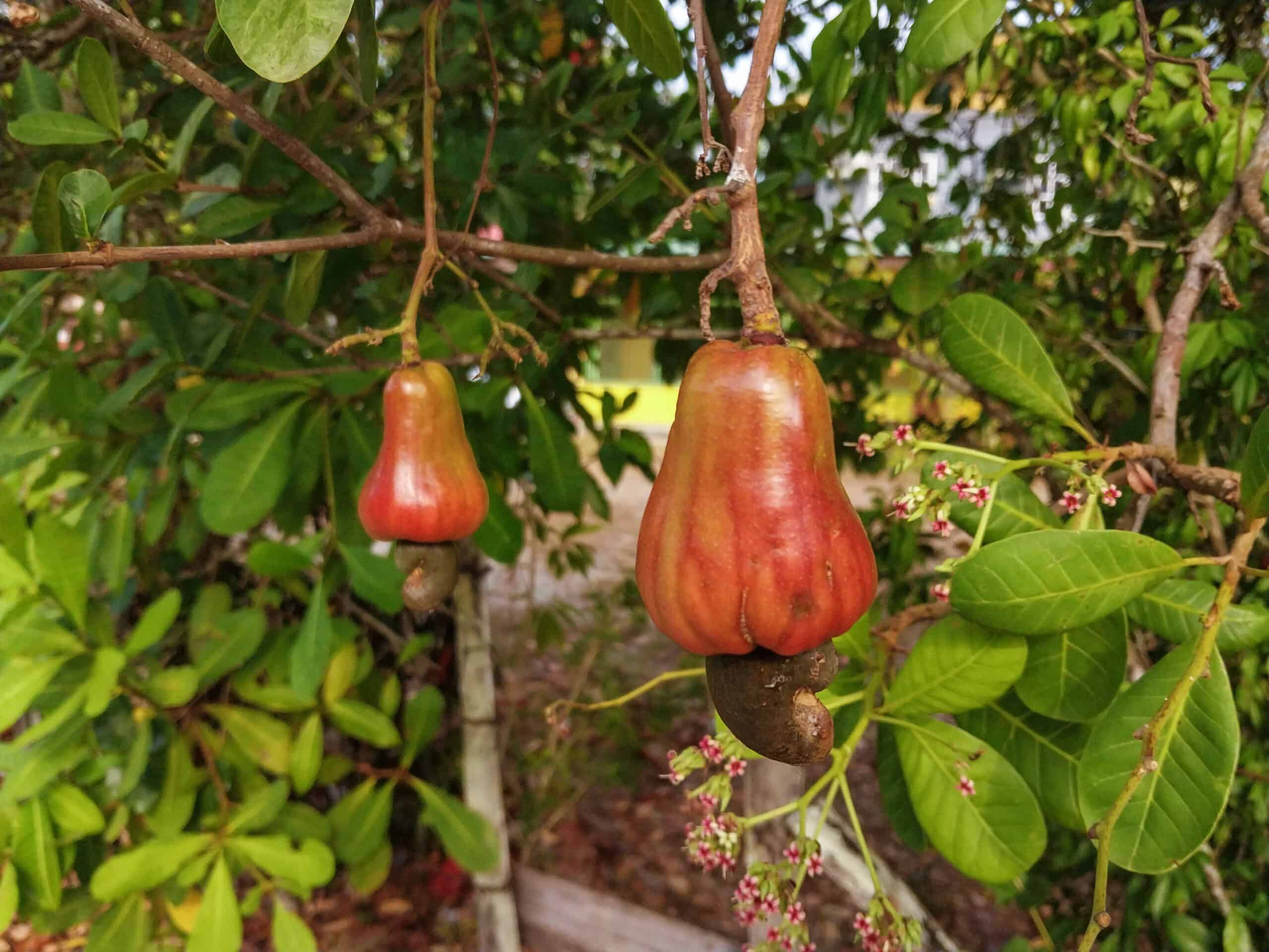 Kampung Walks in Langkawi: 20 Local Plants Worth Slowing Down For
