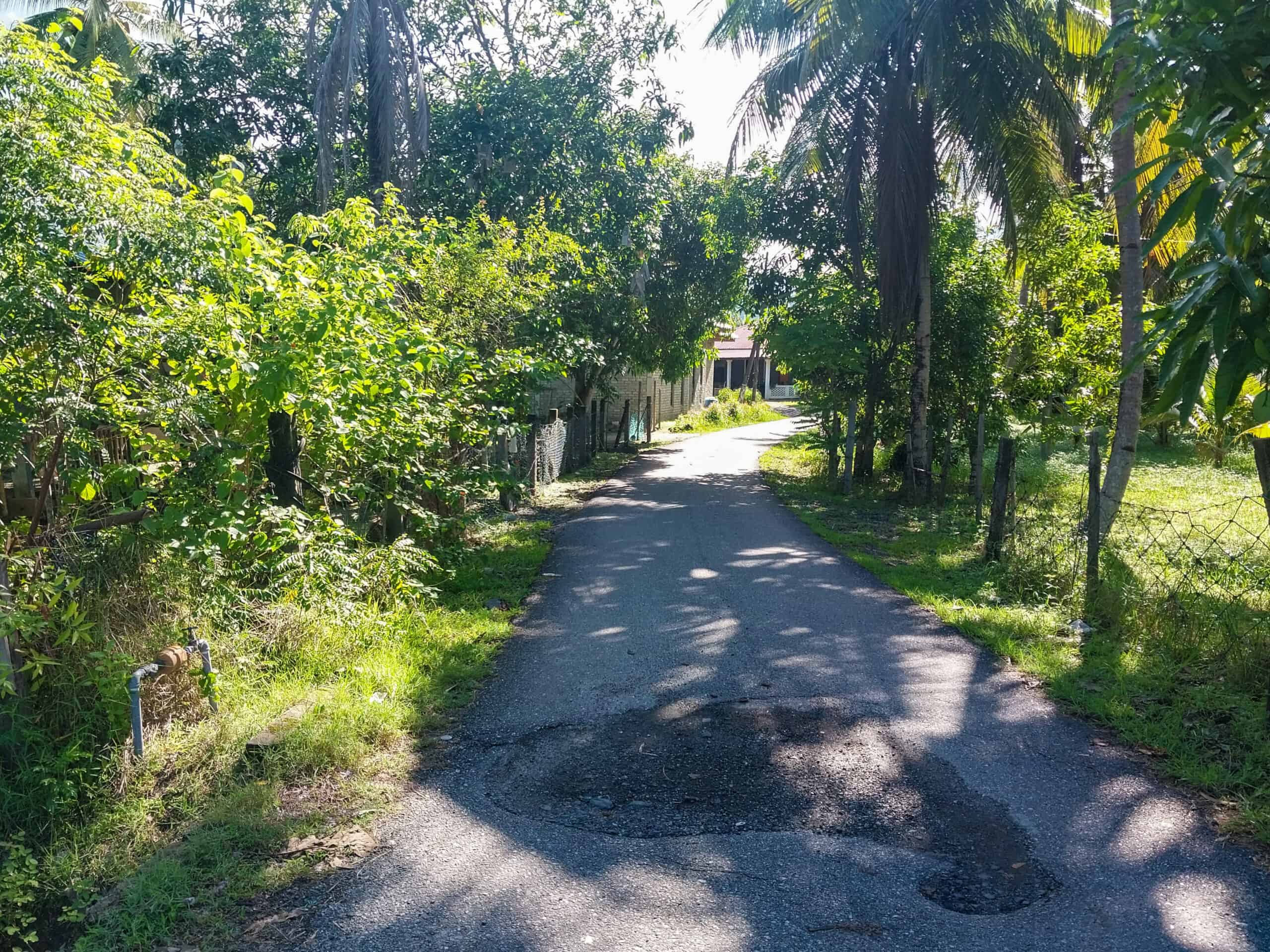 Kampung Walks in Langkawi: 20 Local Plants Worth Slowing Down For