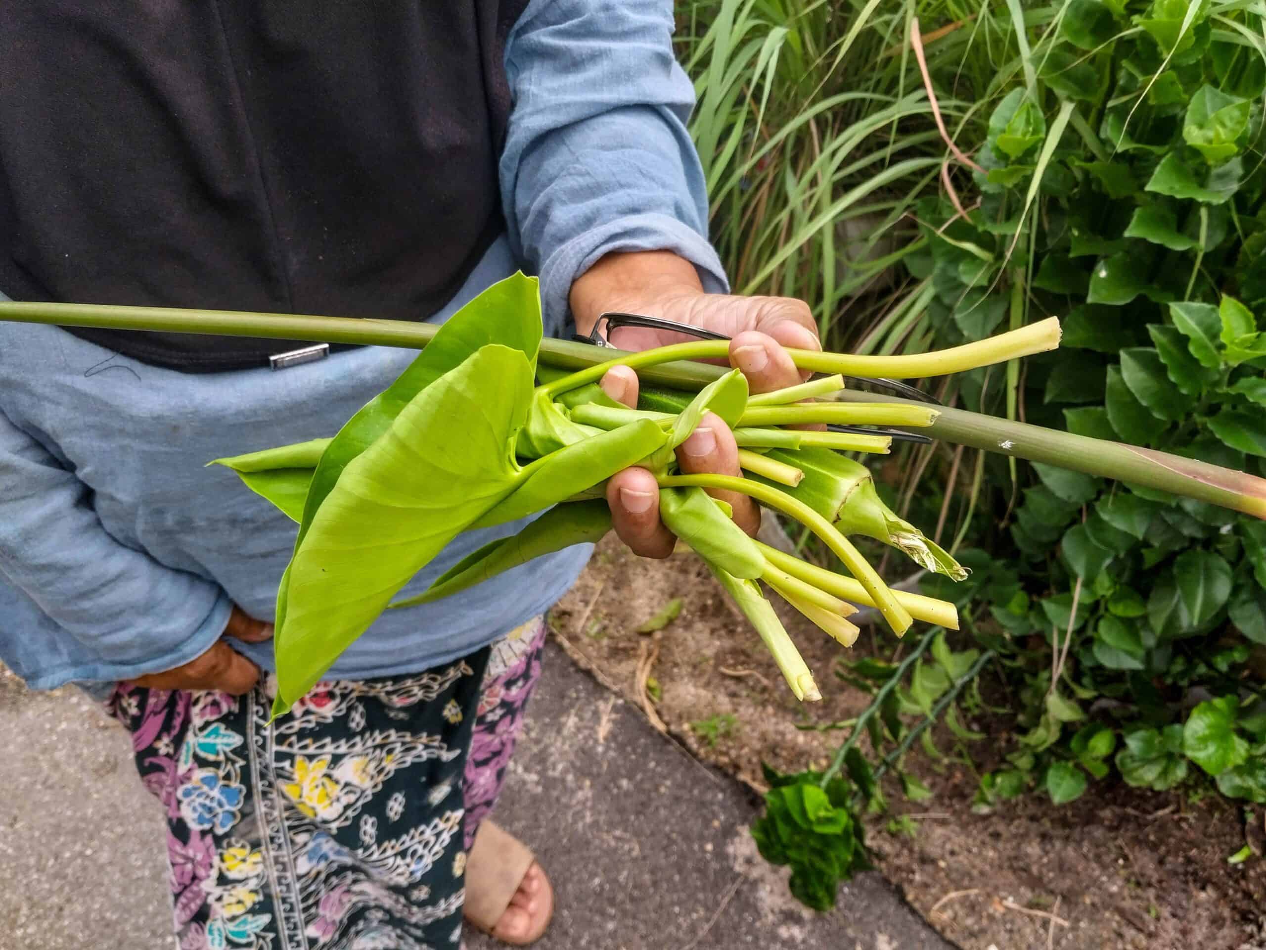 Kampung Walks in Langkawi: 20 Local Plants Worth Slowing Down For