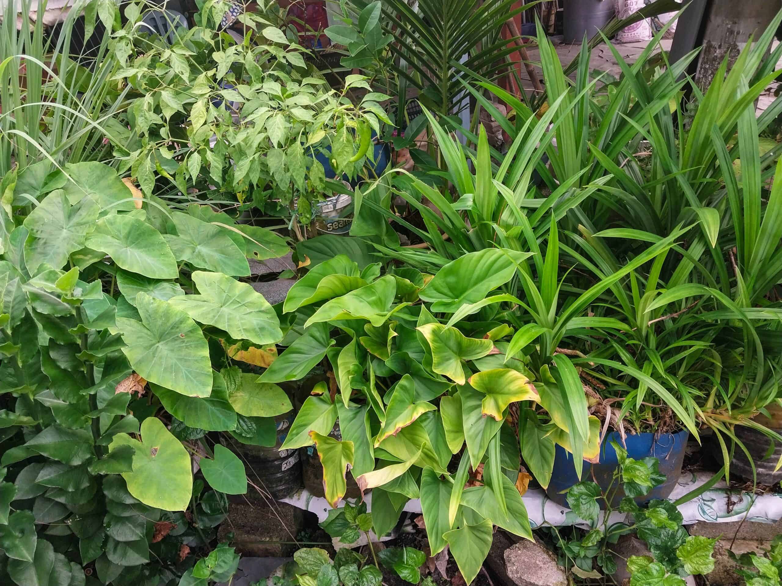 Kampung Walks in Langkawi: 20 Local Plants Worth Slowing Down For