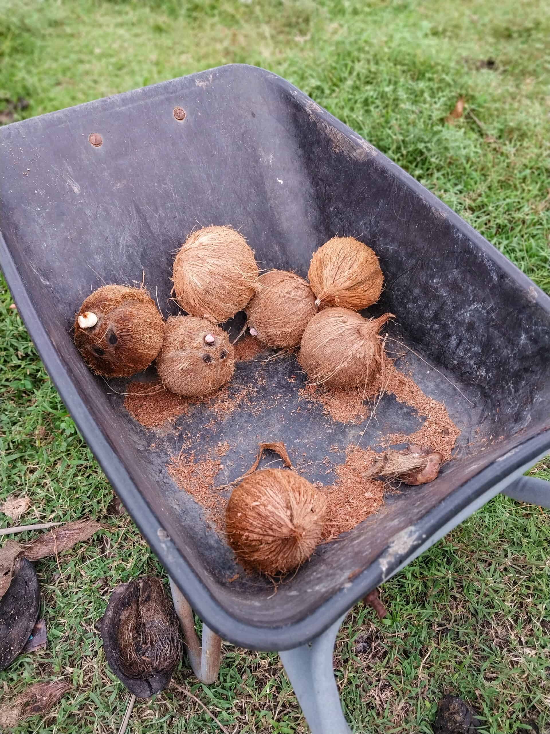 Kampung Walks in Langkawi: 20 Local Plants Worth Slowing Down For