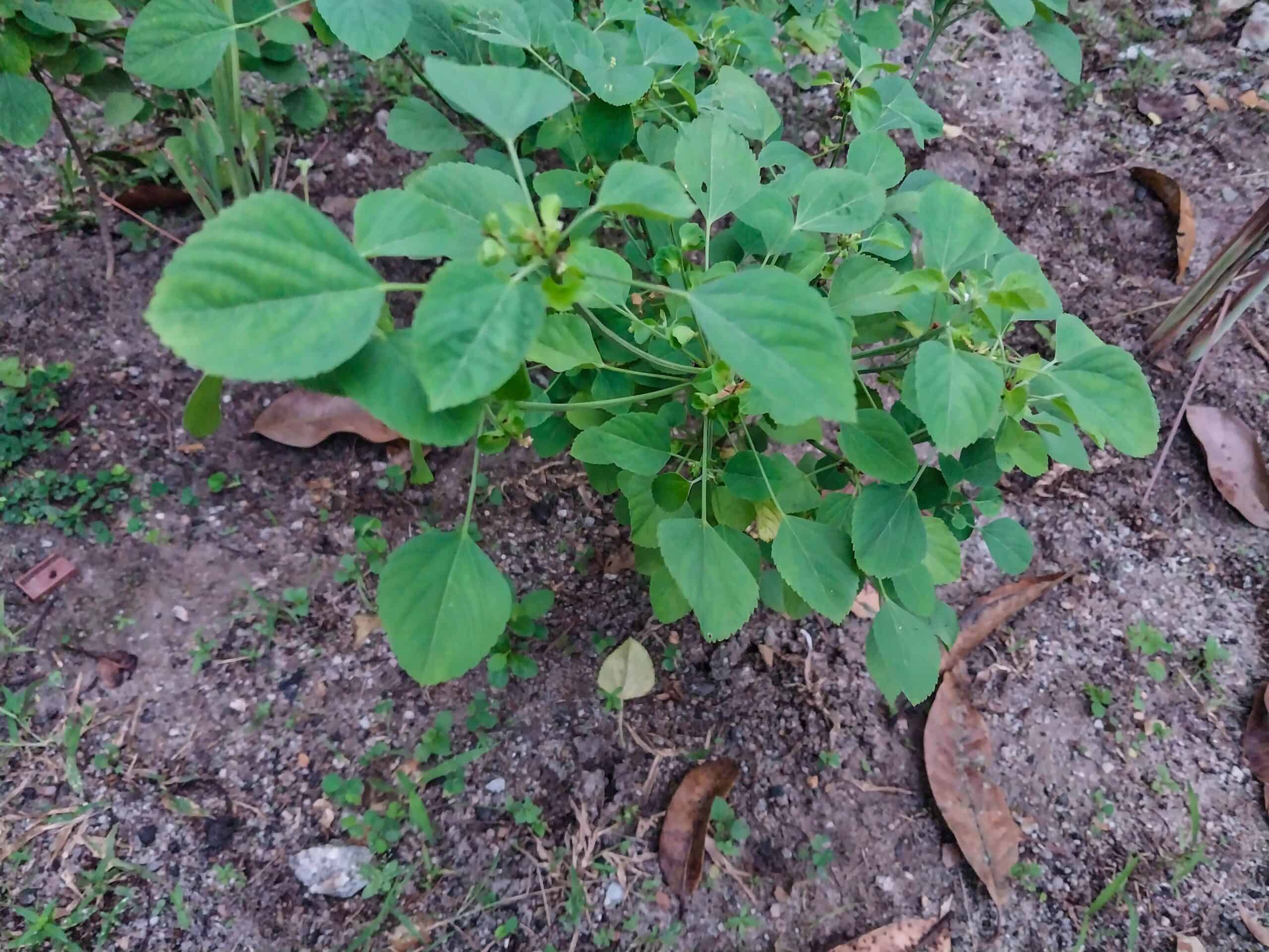 Kampung Walks in Langkawi: 20 Local Plants Worth Slowing Down For