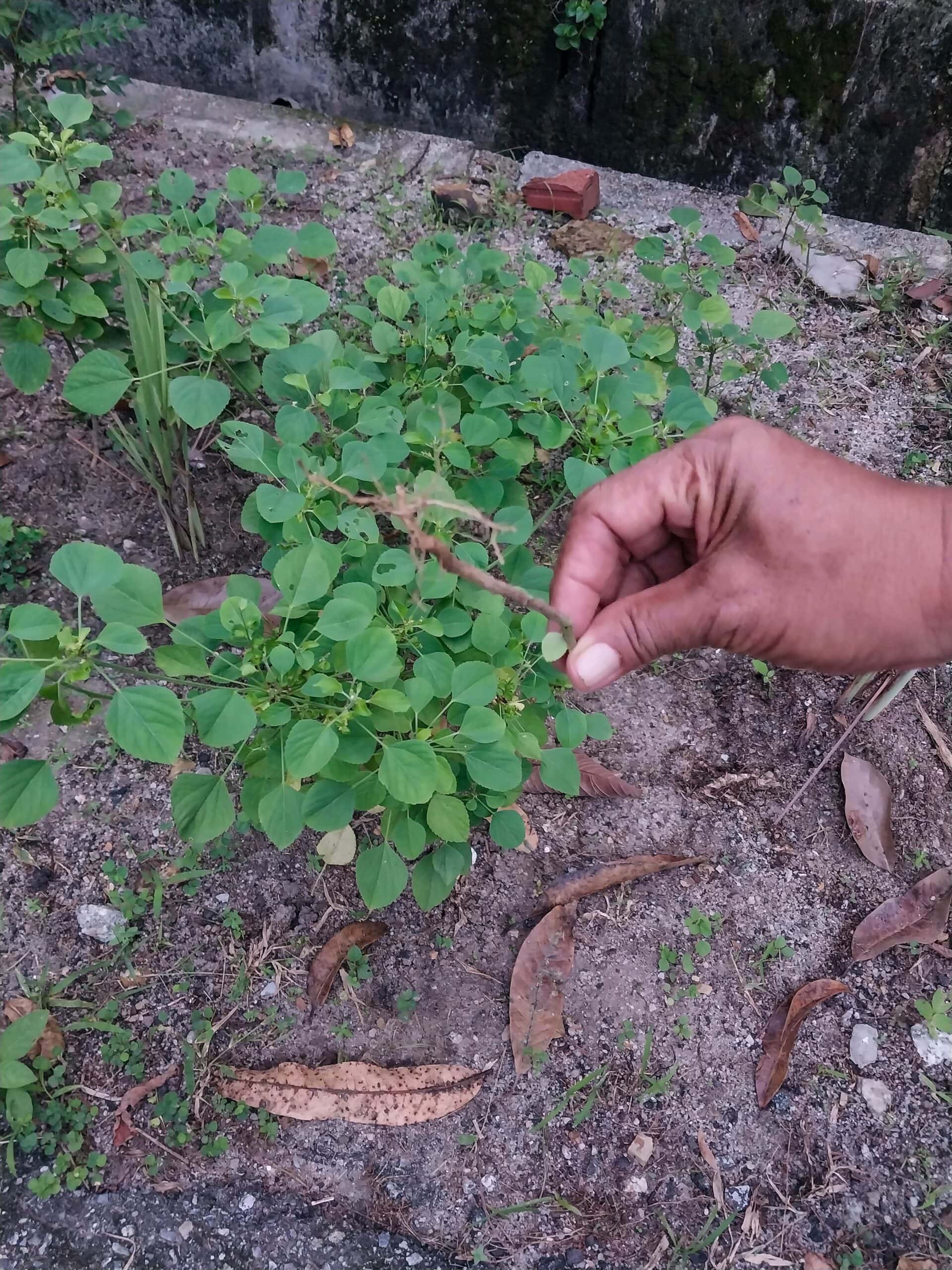 Kampung Walks in Langkawi: 20 Local Plants Worth Slowing Down For