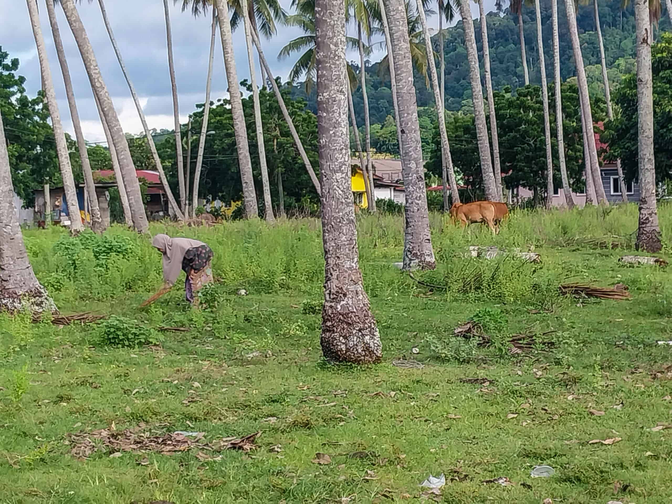 Kampung Walks in Langkawi: 20 Local Plants Worth Slowing Down For