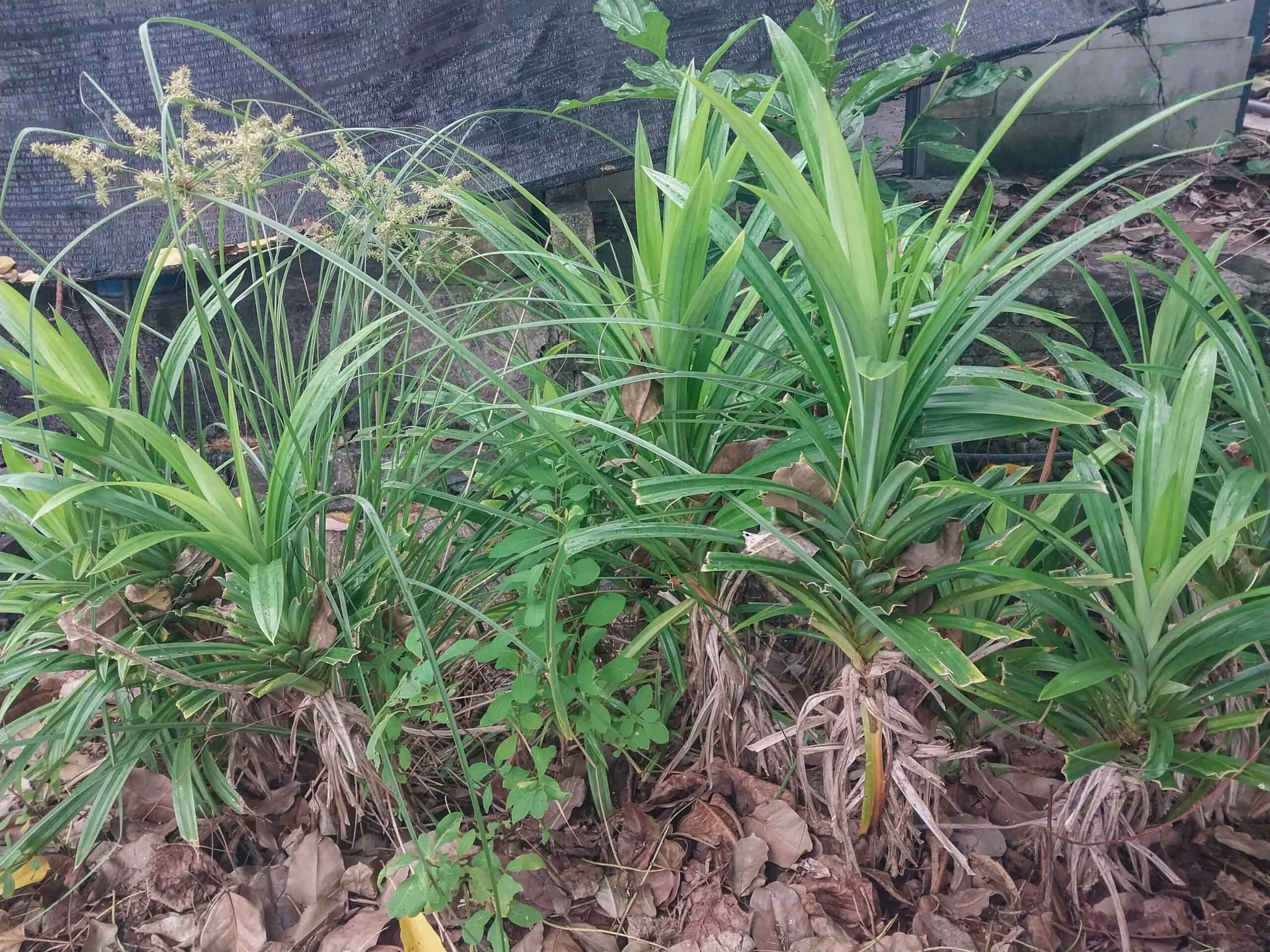 Kampung Walks in Langkawi: 20 Local Plants Worth Slowing Down For