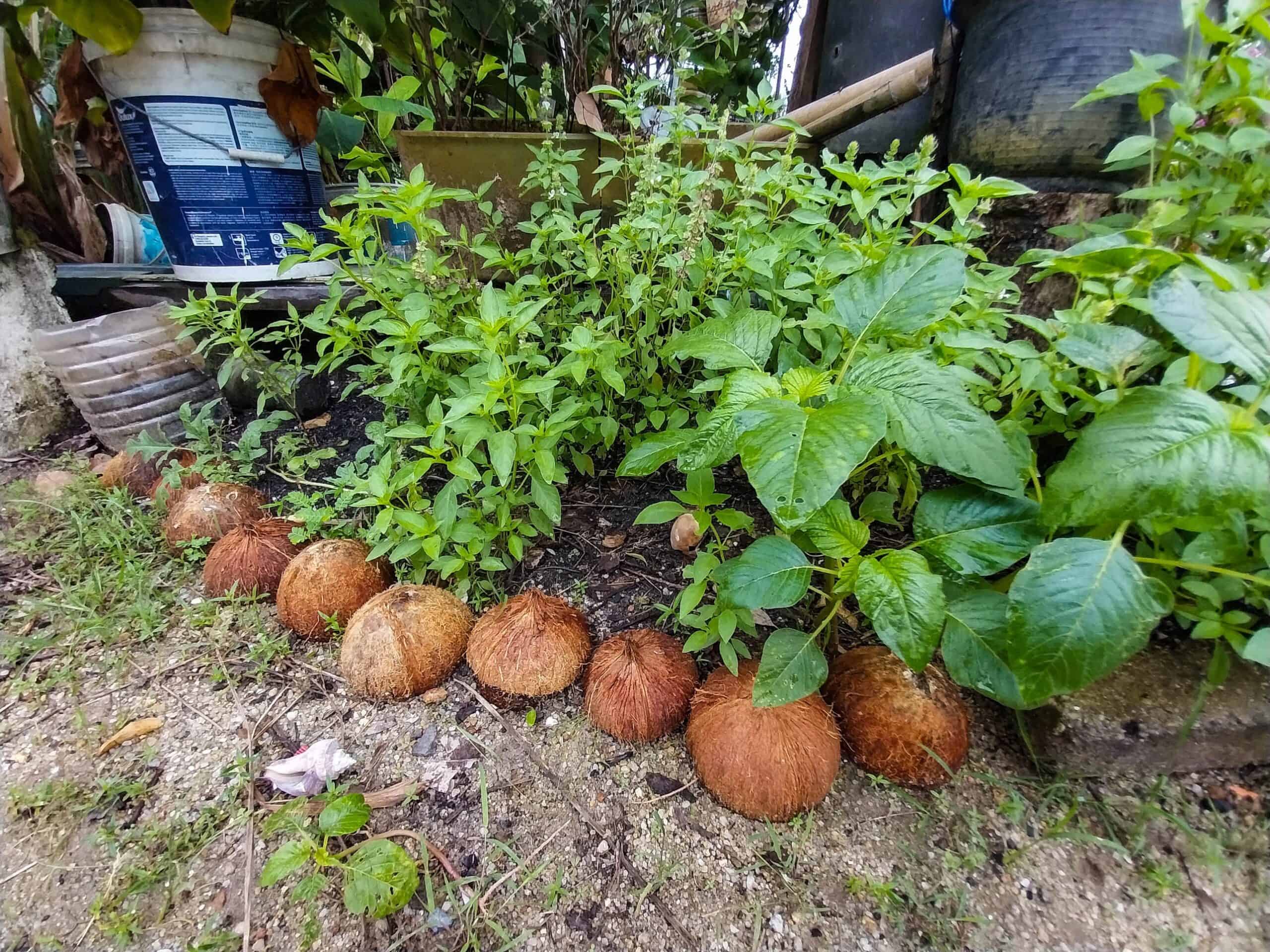 Kampung Walks in Langkawi: 20 Local Plants Worth Slowing Down For