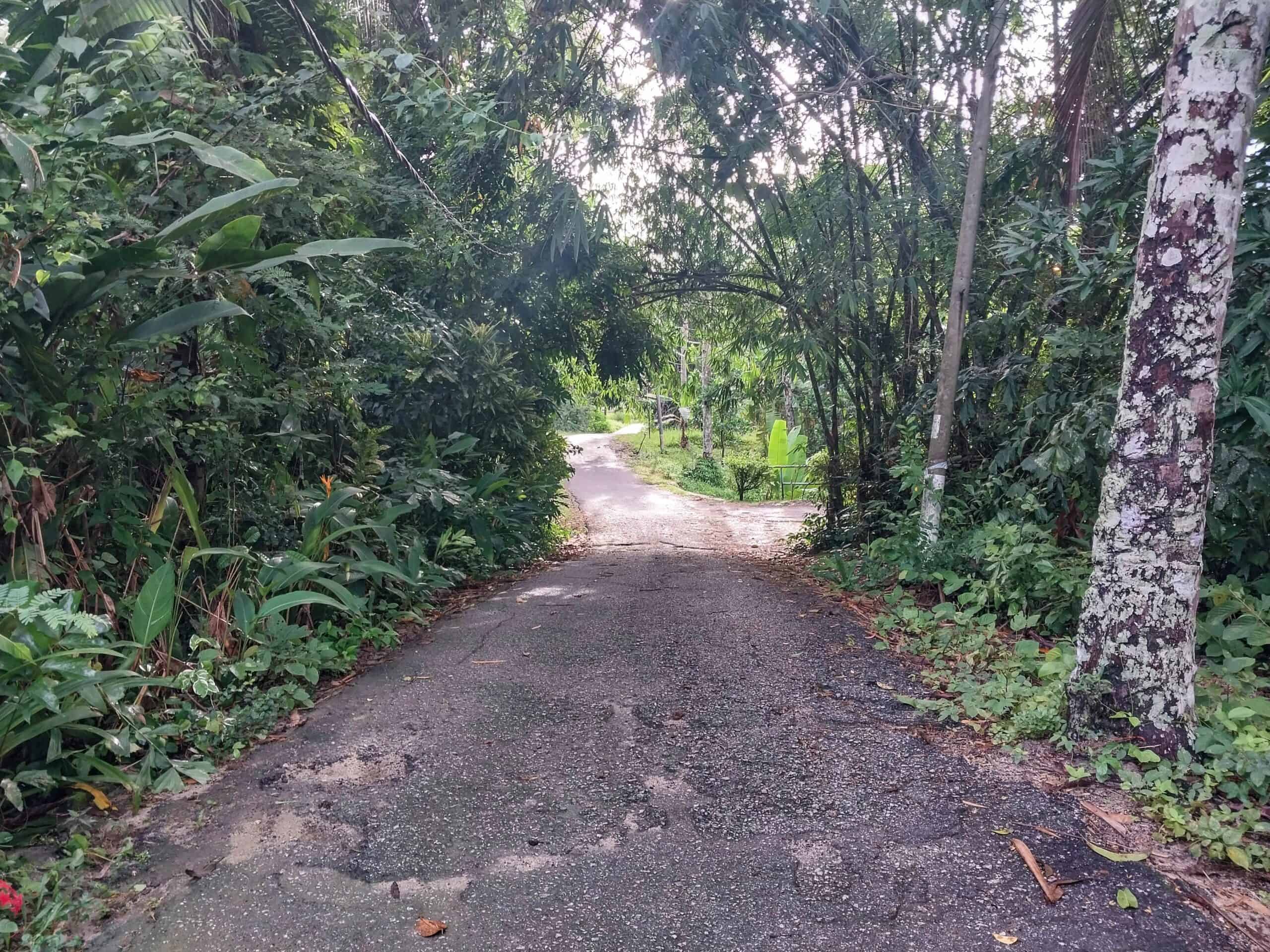 Kampung Walks in Langkawi: 20 Local Plants Worth Slowing Down For