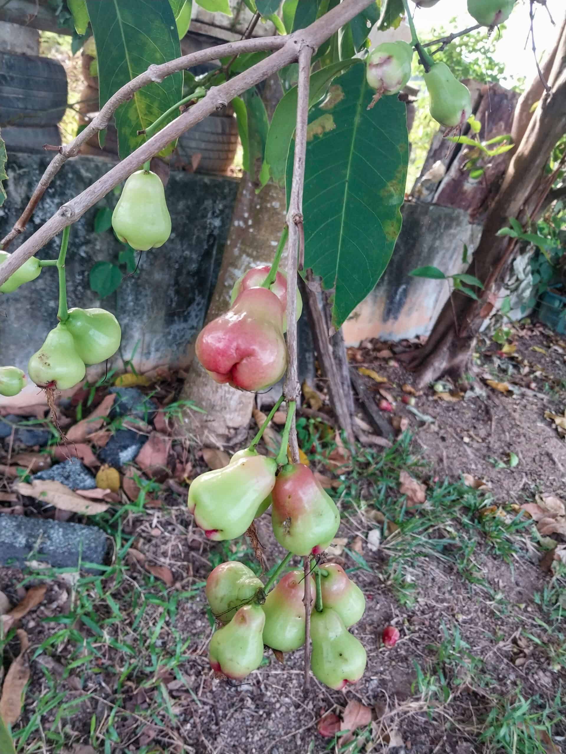 Kampung Walks in Langkawi: 20 Local Plants Worth Slowing Down For