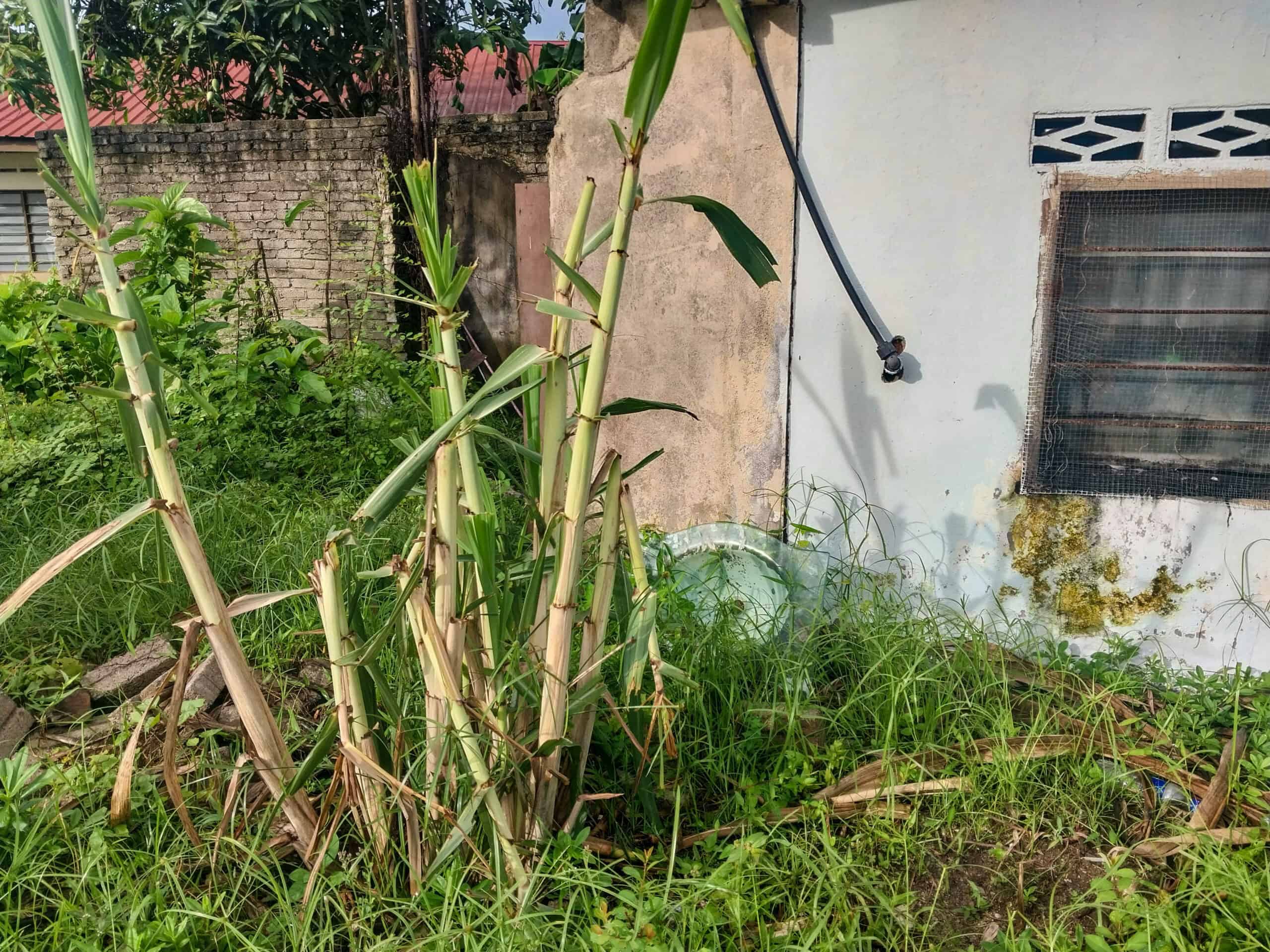 Kampung Walks in Langkawi: 20 Local Plants Worth Slowing Down For