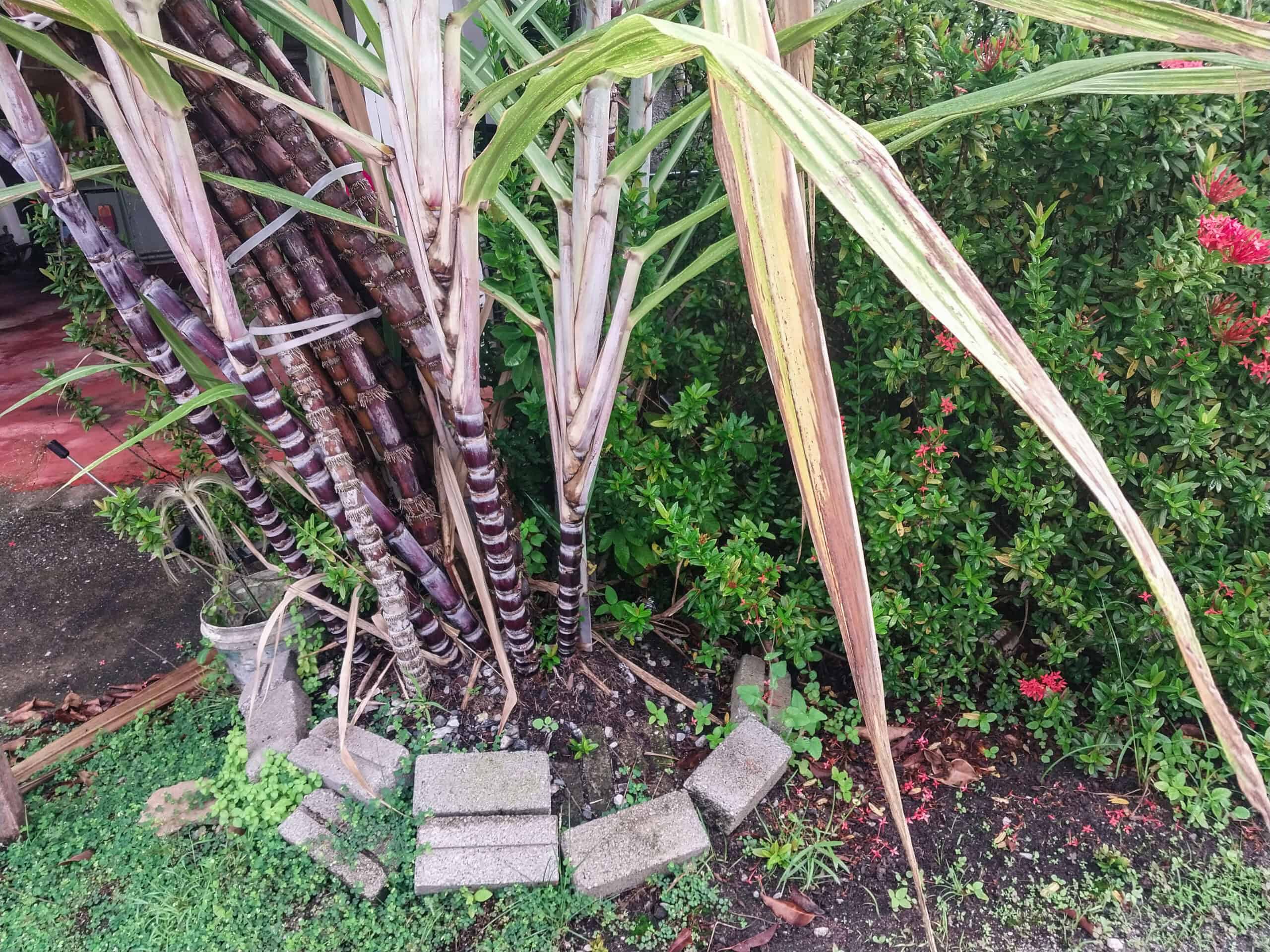 Kampung Walks in Langkawi: 20 Local Plants Worth Slowing Down For