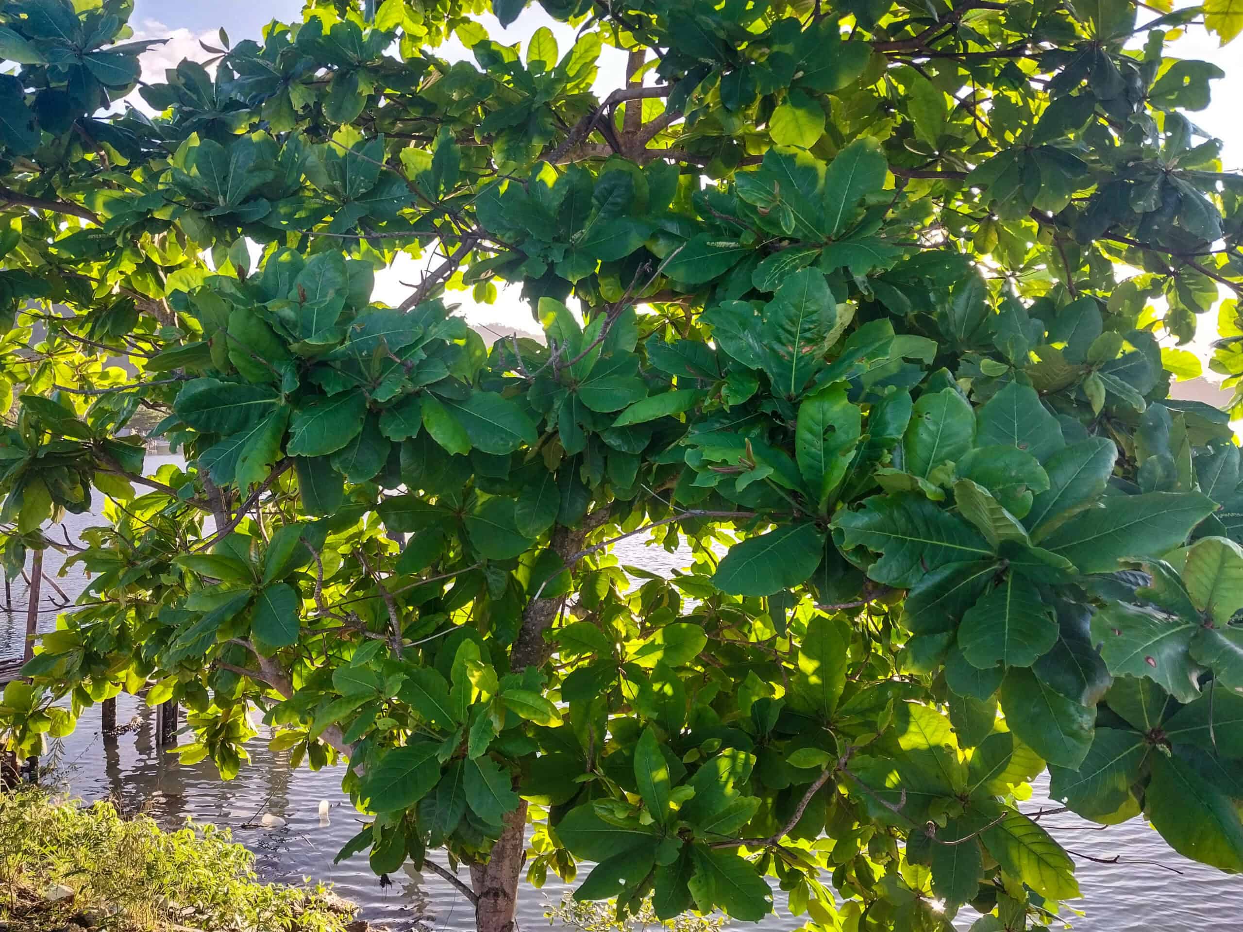 Kampung Walks in Langkawi: 20 Local Plants Worth Slowing Down For