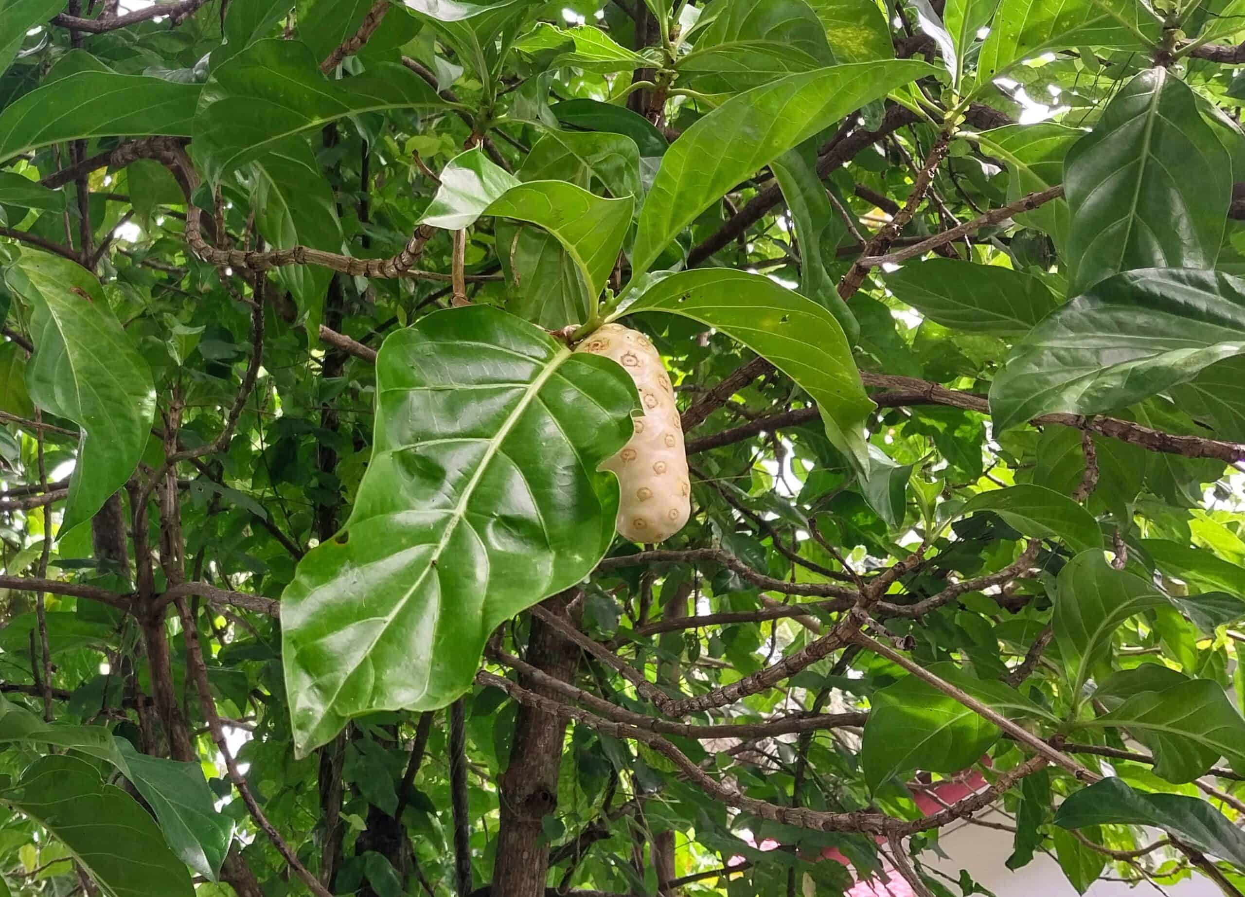 Kampung Walks in Langkawi: 20 Local Plants Worth Slowing Down For